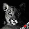 Shadow Cat' - Scratchboard Art Mountain Lion