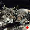 Soul Mates - Scratchboard Art Iberian Wolves