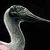Spoonbill - Scratchboard and Ink