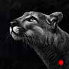 Spring Loaded - Scratchboard Mountain Lion Spring Loaded - Scratchboard Mountain Lion
