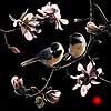 Spring's Promise - Scratchboard Chickadees