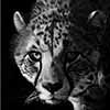 Staredown - Scratchboard Art Cheetah