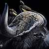 Table For Two - Scratchboard Art Cape Buffalo and Oxpeckers