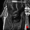 Tassels - scratchboard art Tassels - scratchboard art