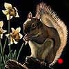 A Taste Of Spring - Scratchboard Art Red Squirrel