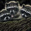 Tres Banditos - Scratchboard Art Raccoons
