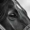 Waiting His Turn - scratchboard horse