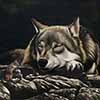 What Dreams May Come - Scratchboard Gray Wolf