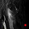 Wisdom - scratchboard art Wisdom - scratchboard art