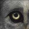 Watching Wolf - Scratchboard Art Wolf