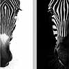 Black on White and White on Black - Scratchboard Zebras