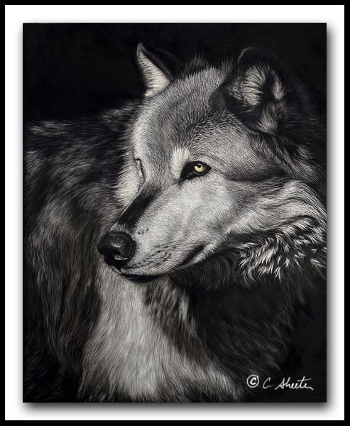 The Scout - Timber Wolf Scratchboard Art
