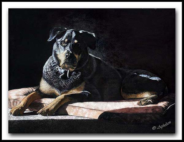 Vinni - Scratchboard Rottweiler