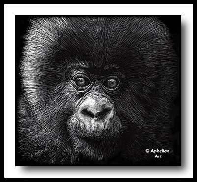 Vulnerable - scratchboard gorilla