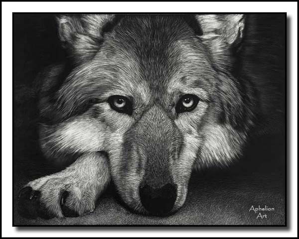 Waiting On Sundown - Scratchboard gray wolf