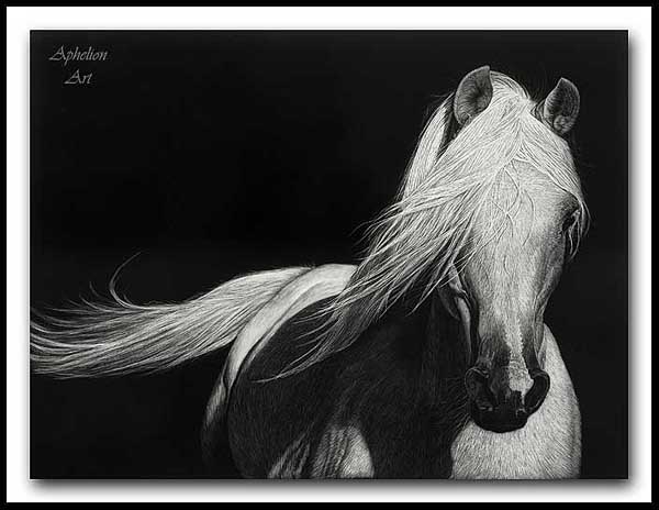 Grace - Arabian Horse Scratchboard