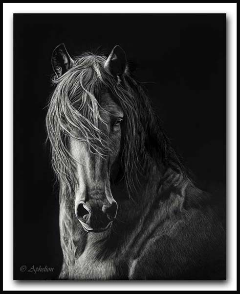 Windblown - Scratchboard Friesian Horse