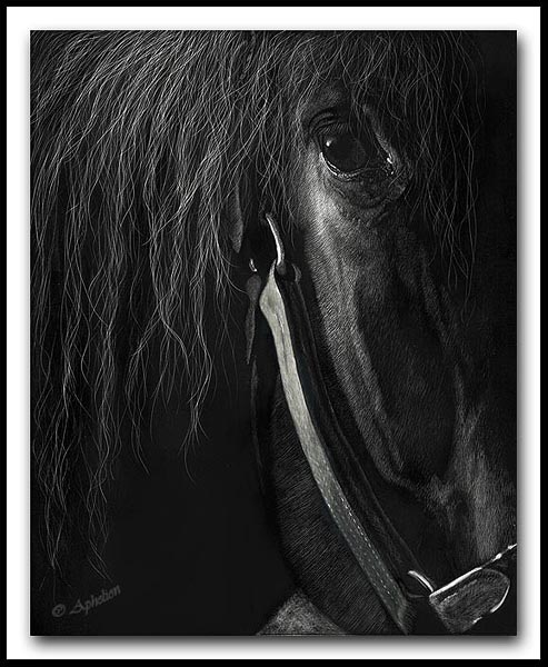 Wisdom Scratchboard Horse