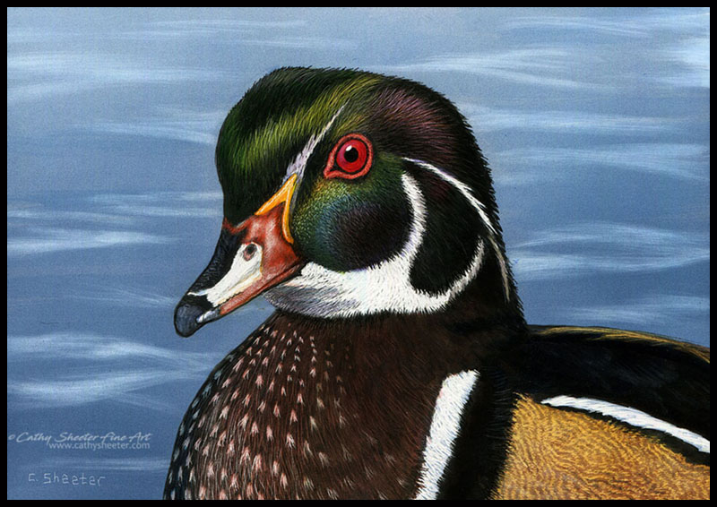 Wood Duck - Scratchboard 