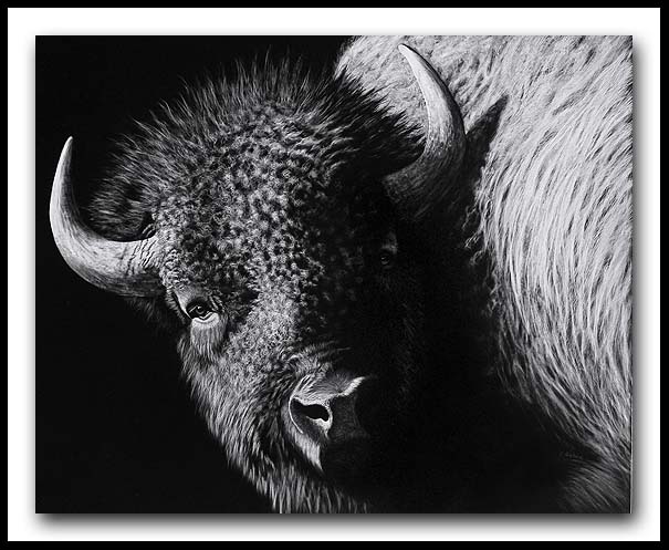 Wooly Bully - Scratchboard American Bison