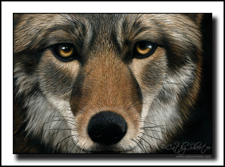 Yote - scratchboard