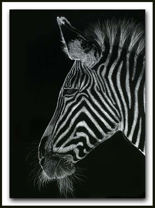 Needin A Shave - Grevy Zebra scratchboard